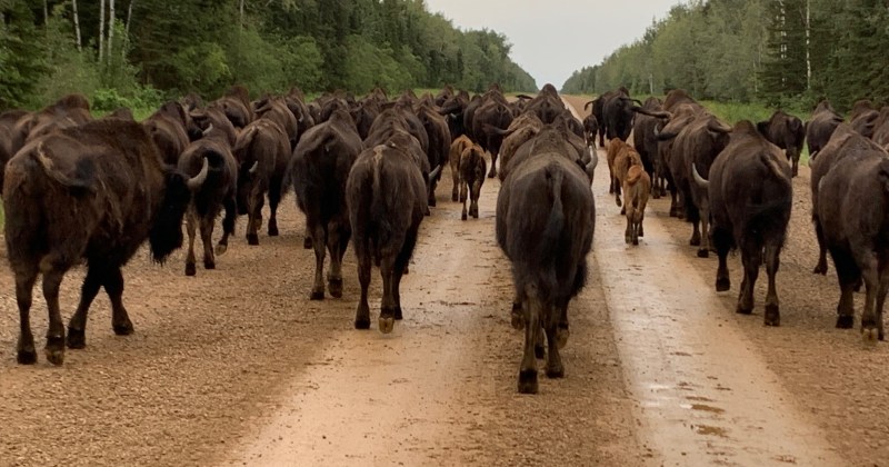 Hay Zama Bison Herd